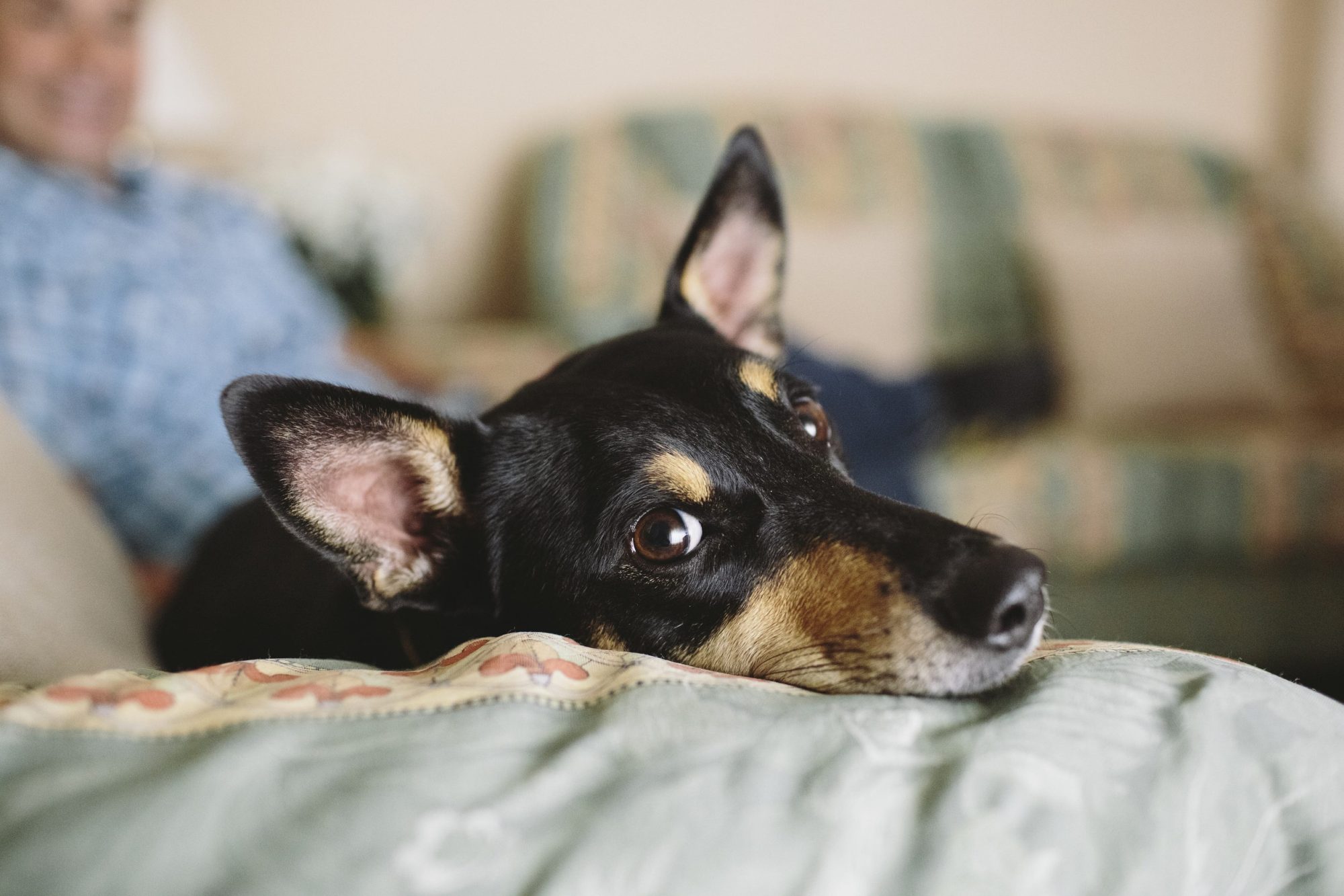 dog home sell