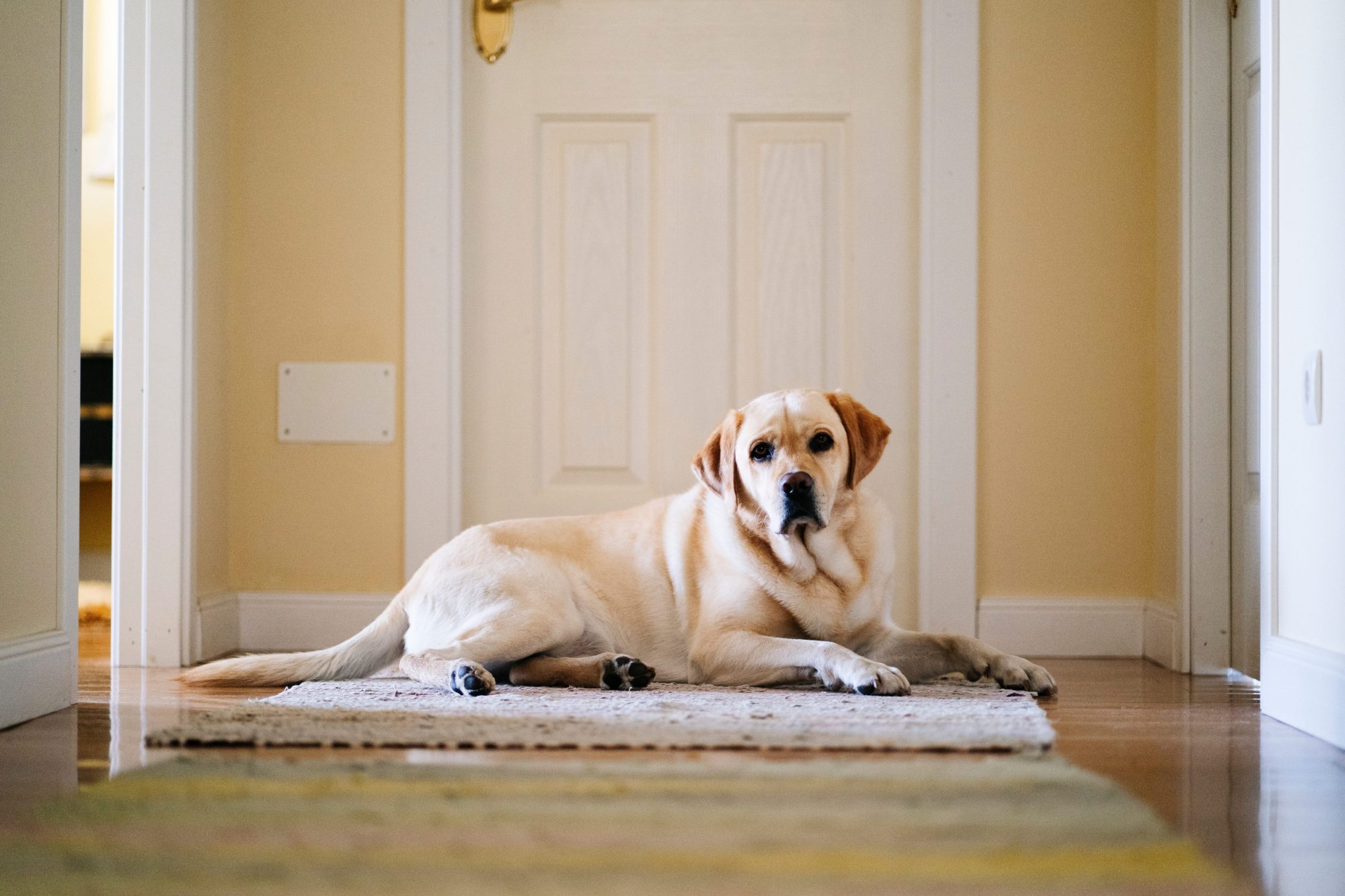 dog in home